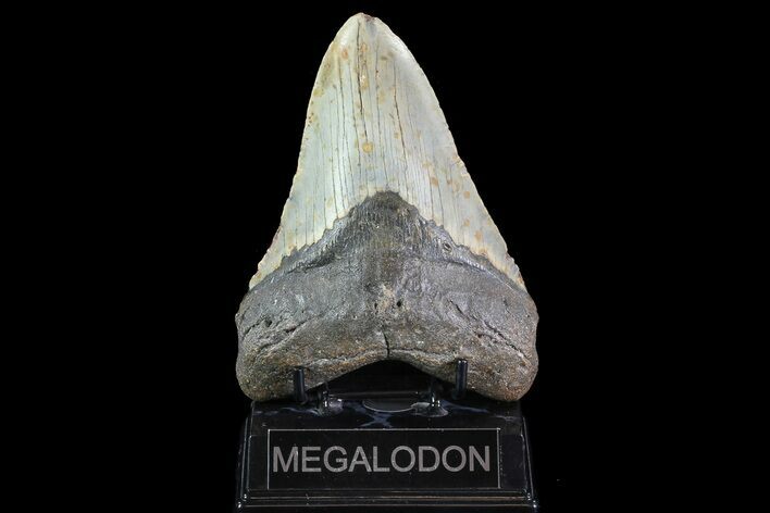 Megalodon Tooth - North Carolina #82922